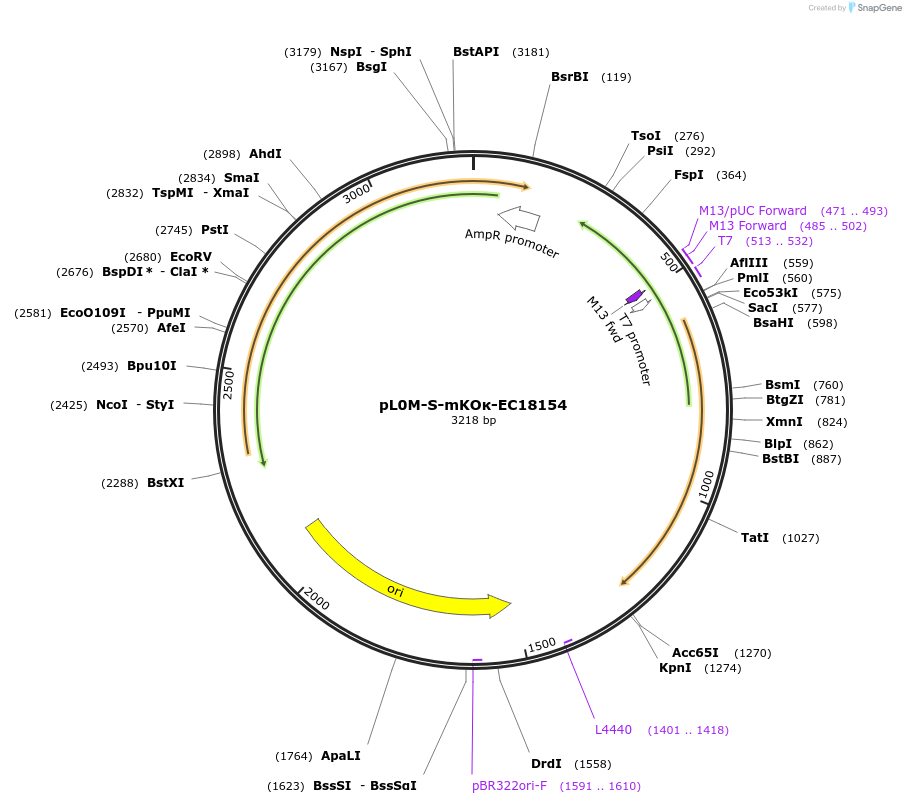 137077-plasmid-map-sequence-id-271562