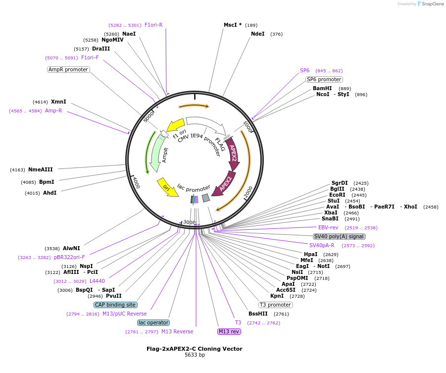 136991-plasmid-map-sequence-id-271567