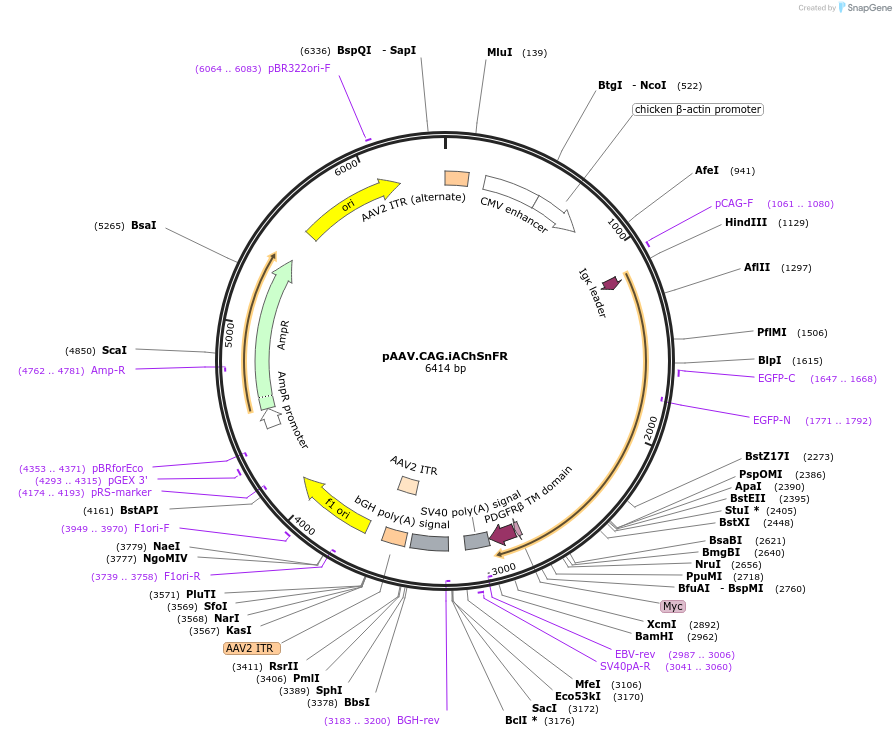 137955-plasmid-map-sequence-id-271572