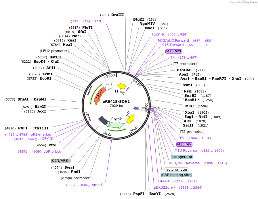 8622-plasmid-map-sequence-id-271631