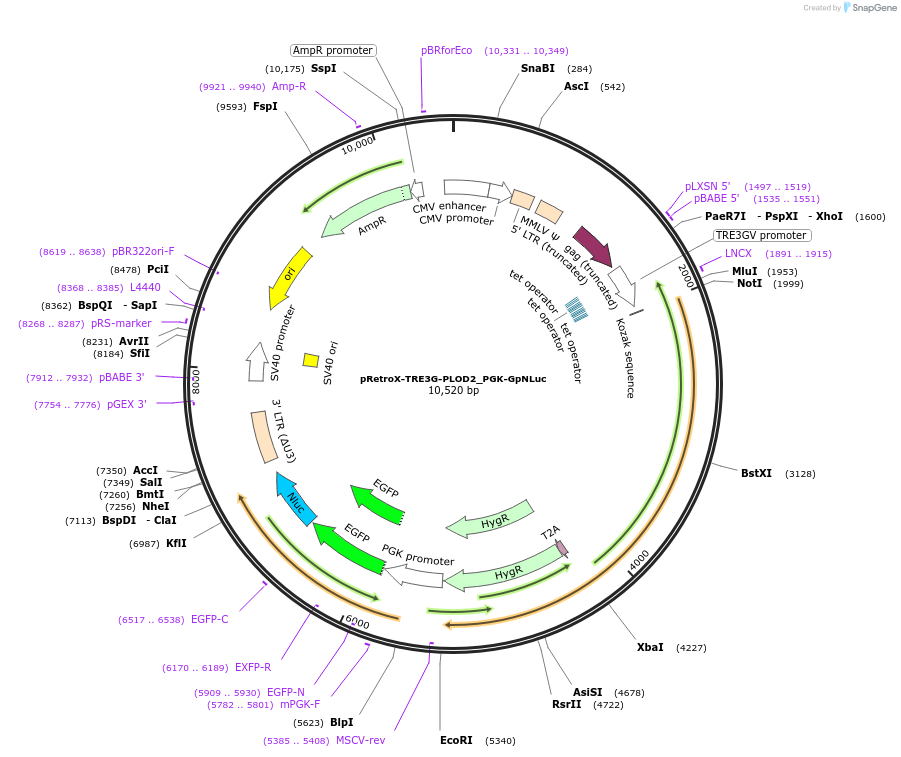 136457-plasmid-map-sequence-id-271641