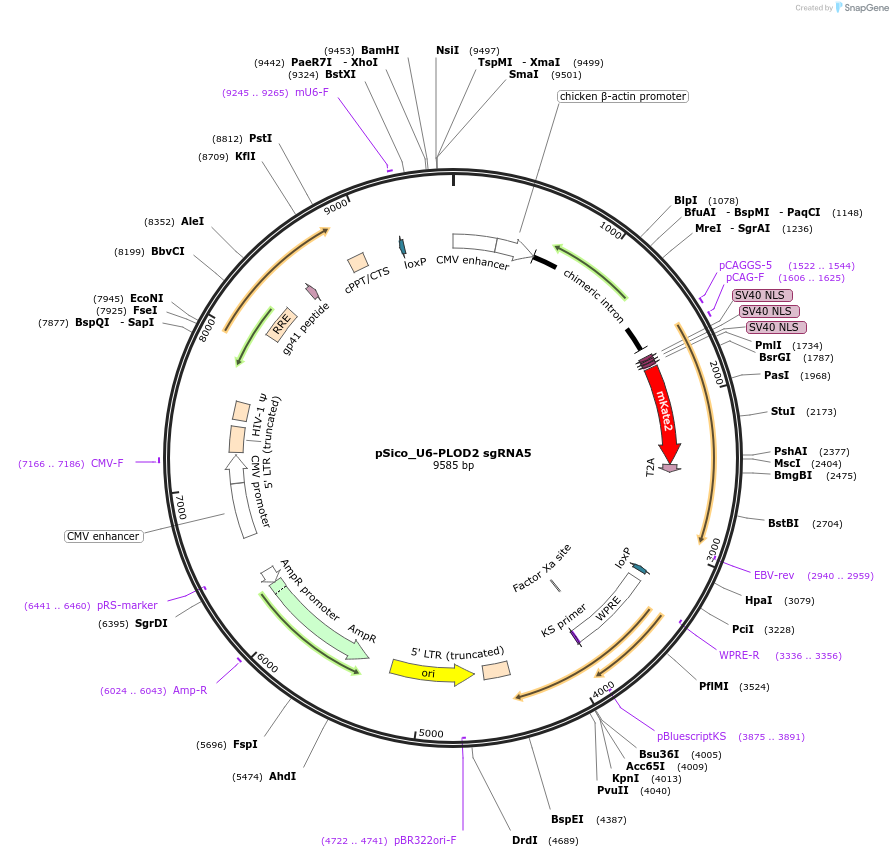 136460-plasmid-map-sequence-id-271661