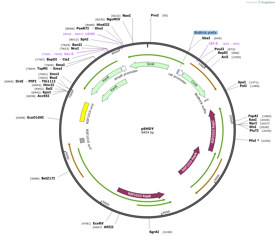 137661-plasmid-map-sequence-id-271675