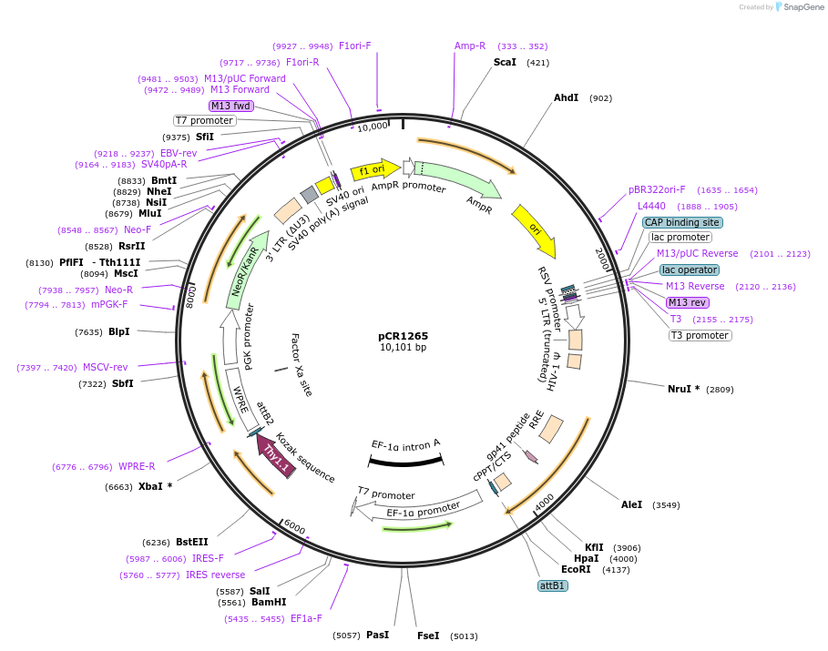 111094-plasmid-map-sequence-id-271677