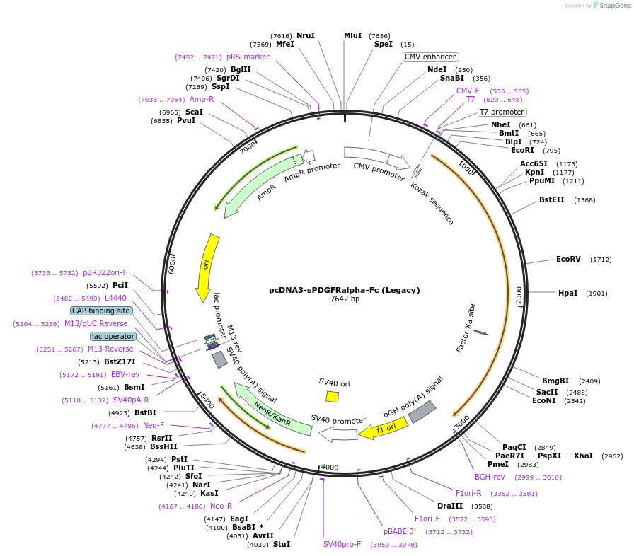 136437-plasmid-map-sequence-id-271680