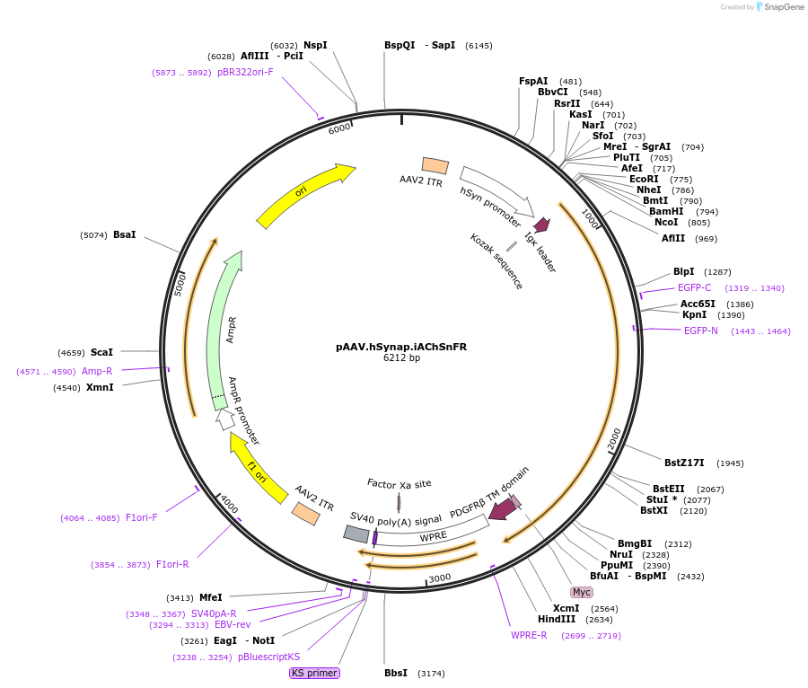 137950-plasmid-map-sequence-id-271681