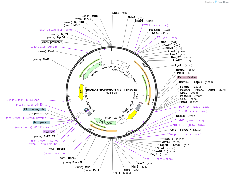 136453-plasmid-map-sequence-id-271682