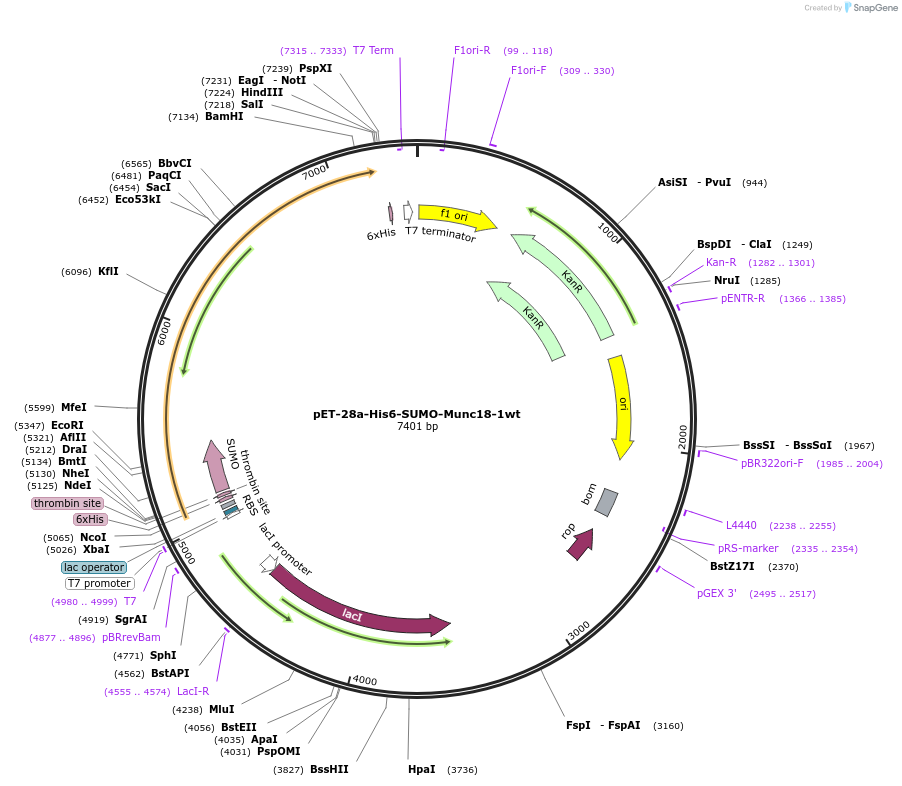 135550-plasmid-map-sequence-id-271688