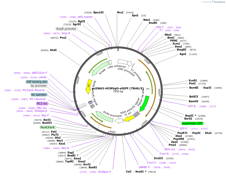 136451-plasmid-map-sequence-id-271690