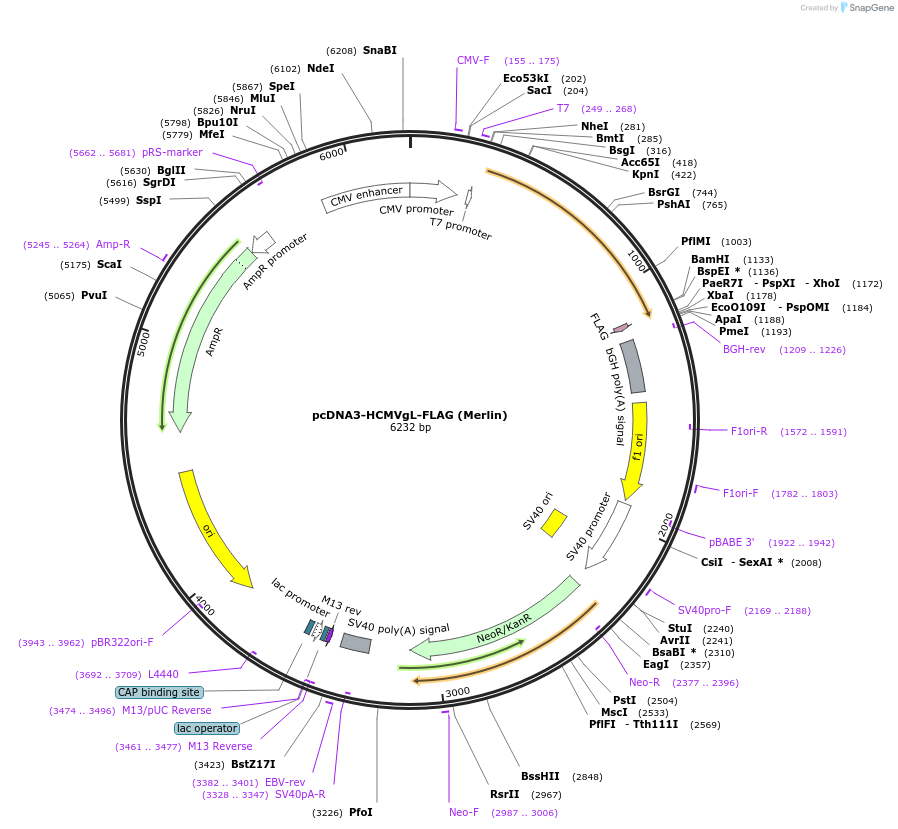 136450-plasmid-map-sequence-id-271691