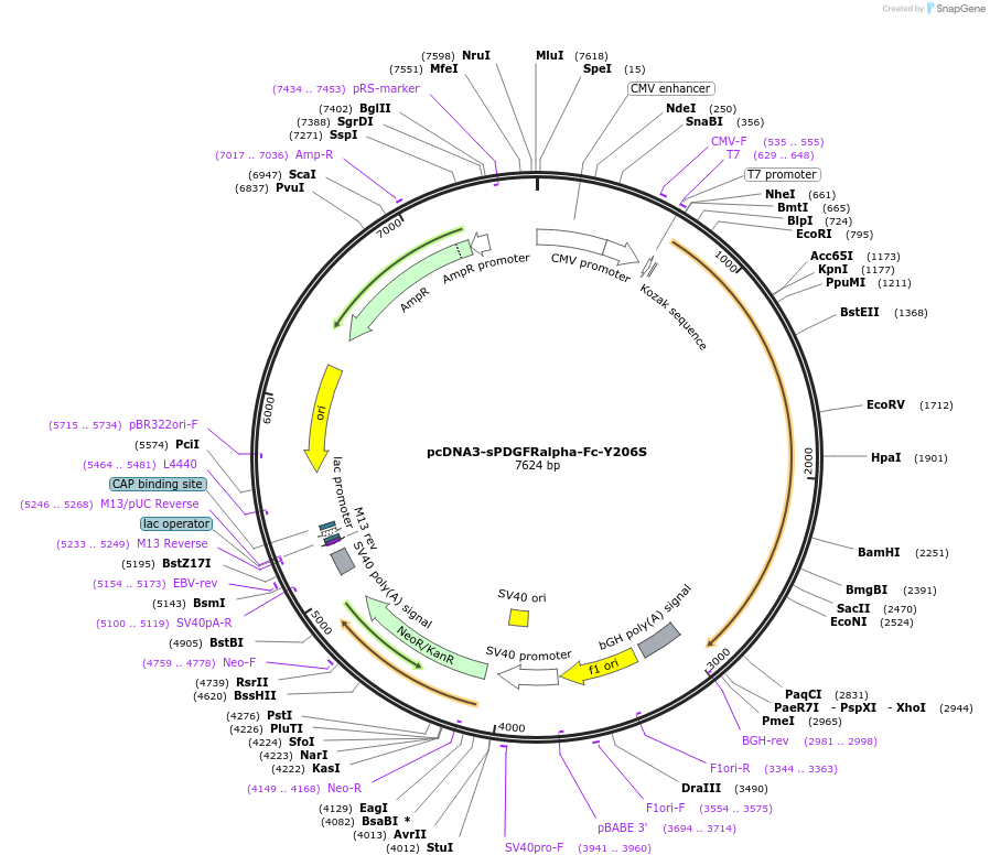 136439-plasmid-map-sequence-id-271696
