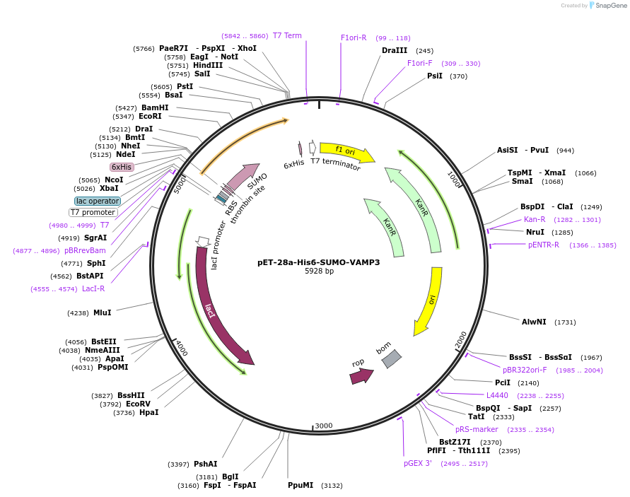 135552-plasmid-map-sequence-id-271710