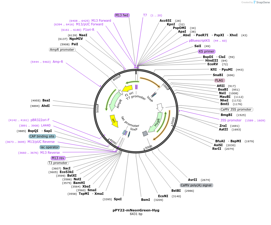 271713_map