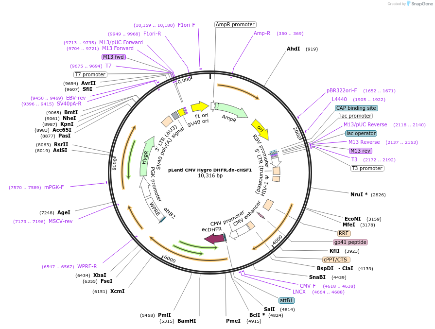 134731-plasmid-map-sequence-id-271720