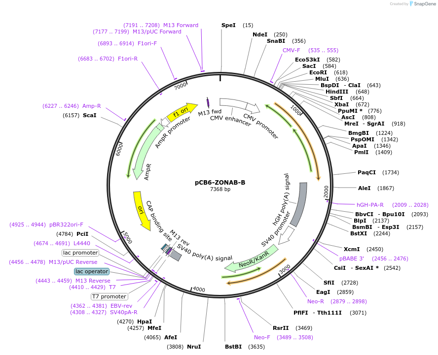 136642-plasmid-map-sequence-id-271733