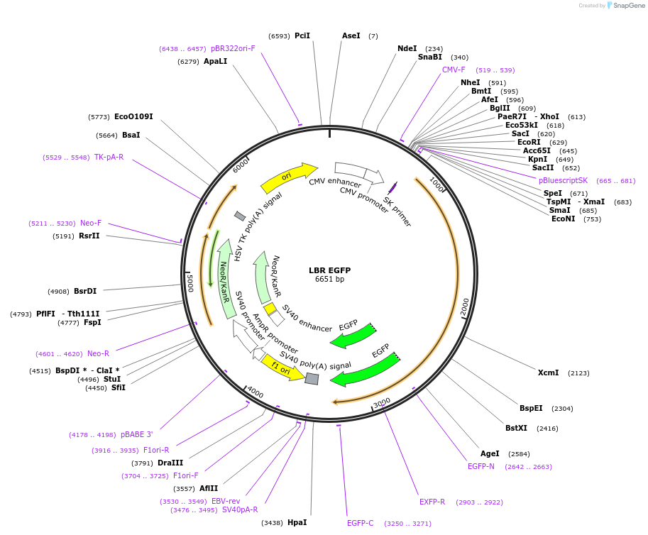 128150-plasmid-map-sequence-id-271734