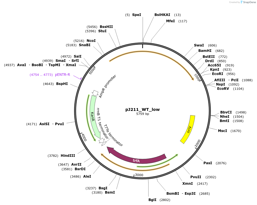 128848-plasmid-map-sequence-id-271735