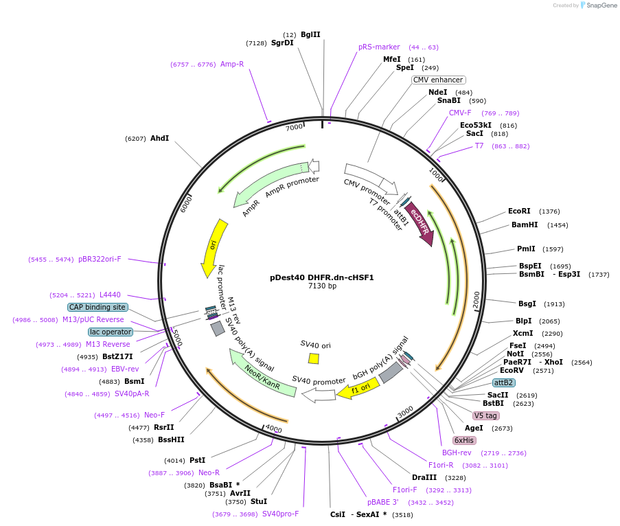 134735-plasmid-map-sequence-id-271739