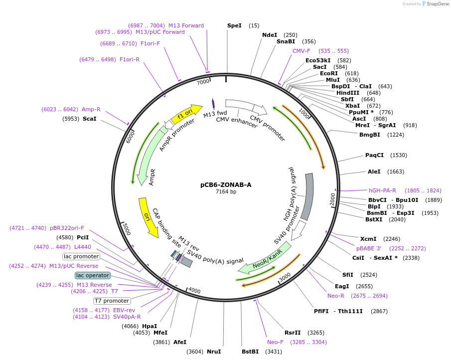 136641-plasmid-map-sequence-id-271741