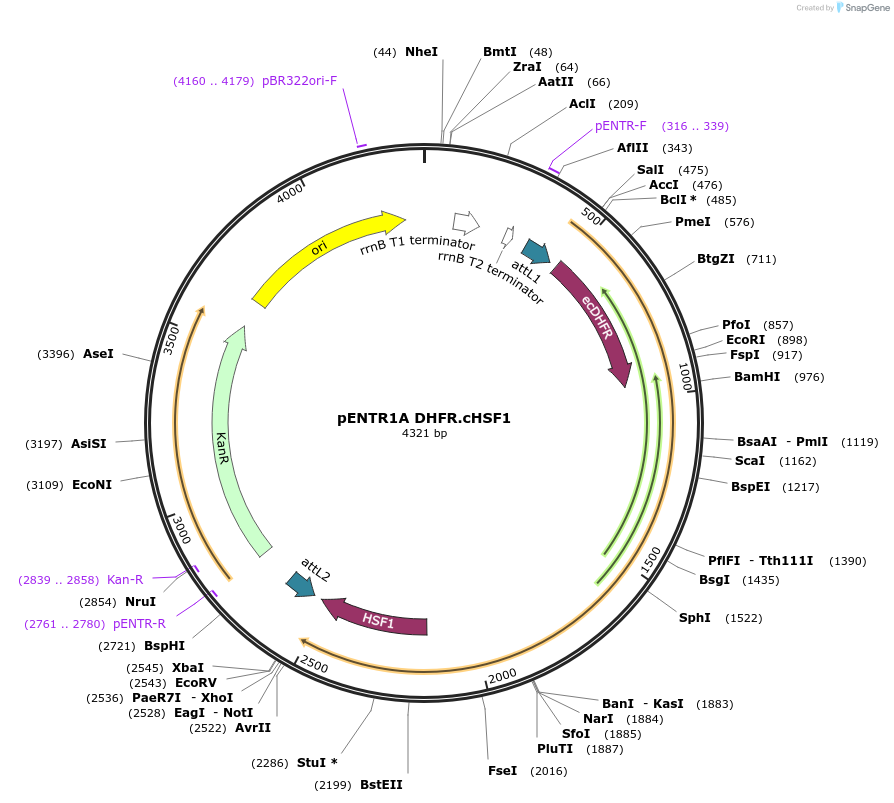 134737-plasmid-map-sequence-id-271749