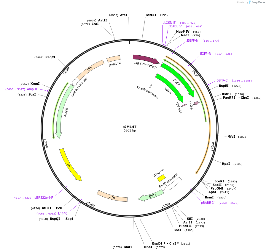 134167-plasmid-map-sequence-id-271753
