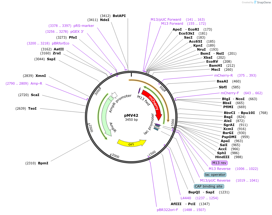 128888-plasmid-map-sequence-id-271759