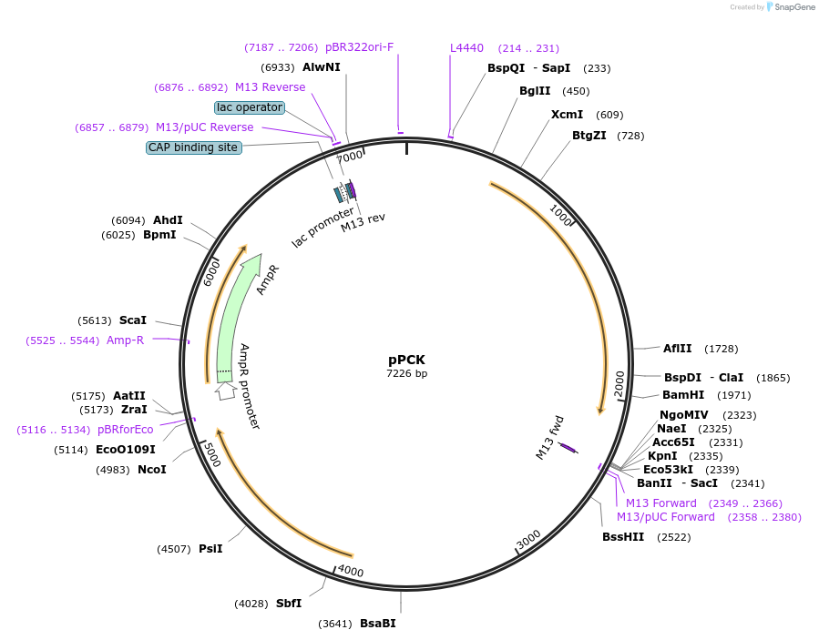 133128-plasmid-map-sequence-id-271764