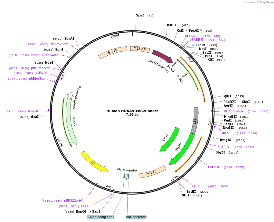 20978-plasmid-map-sequence-id-271765