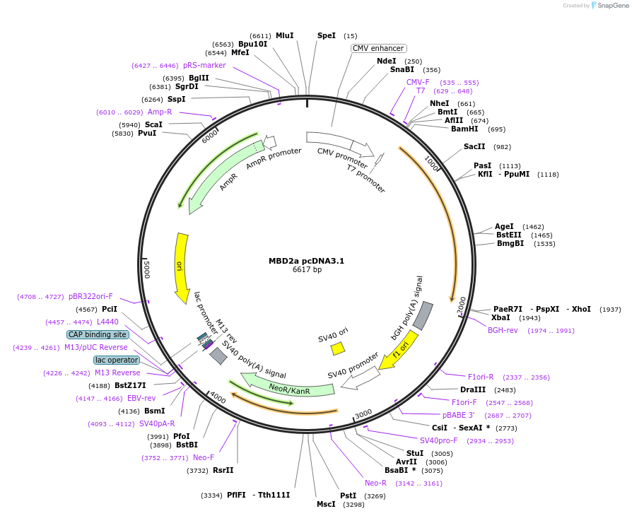 78141-plasmid-map-sequence-id-271780