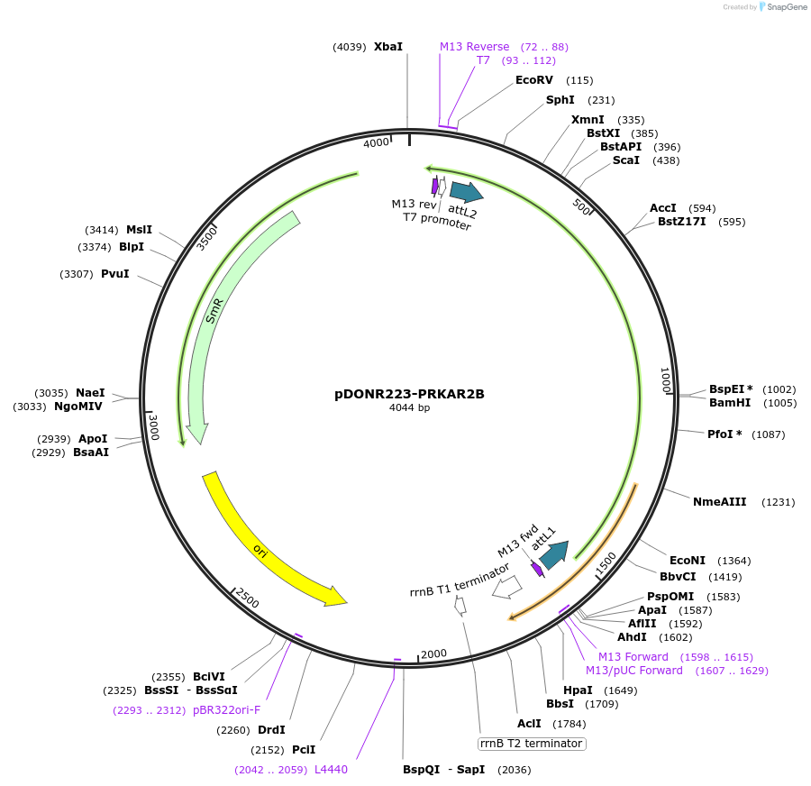 23667-plasmid-map-sequence-id-271786