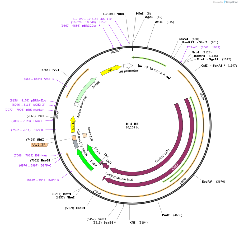 135019-plasmid-map-sequence-id-271790