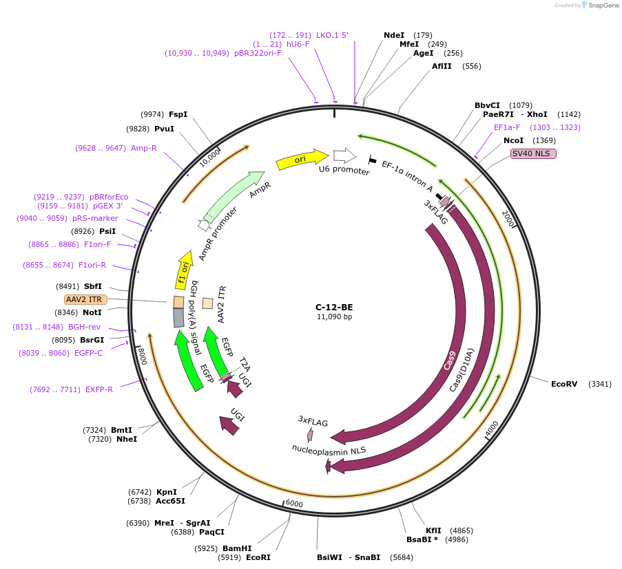 135040-plasmid-map-sequence-id-271797