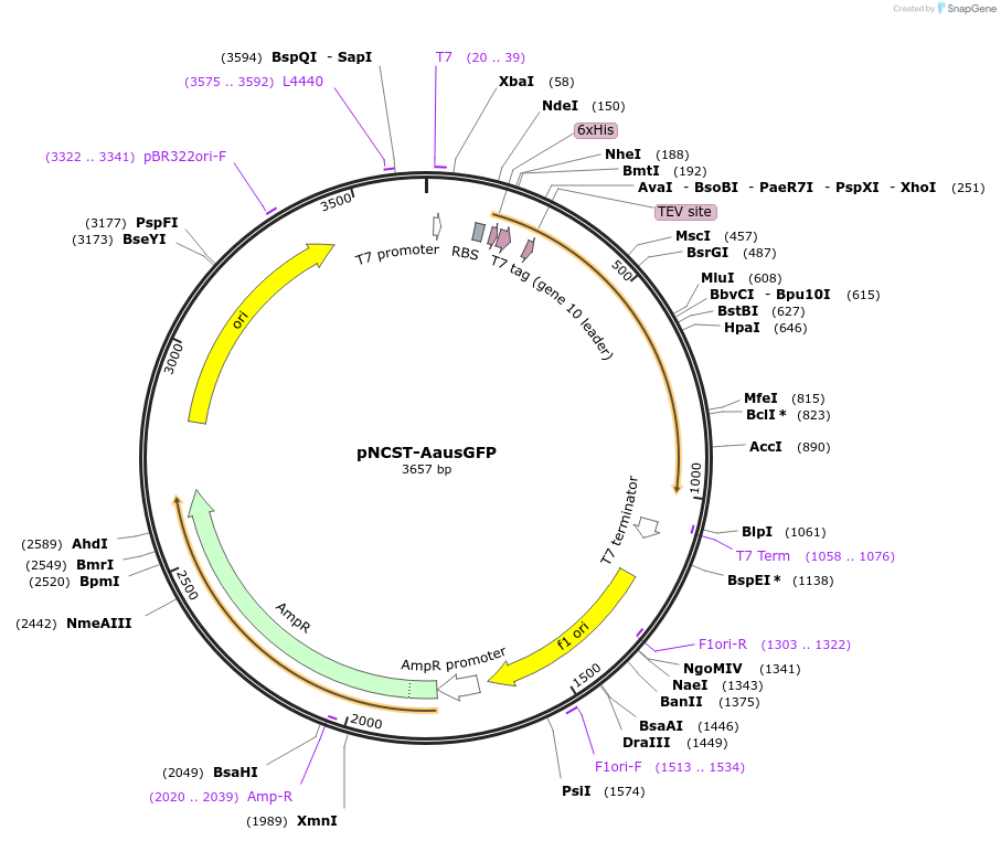 129503-plasmid-map-sequence-id-271810
