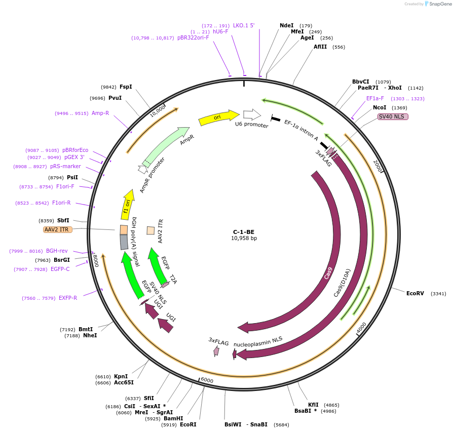 135029-plasmid-map-sequence-id-271812