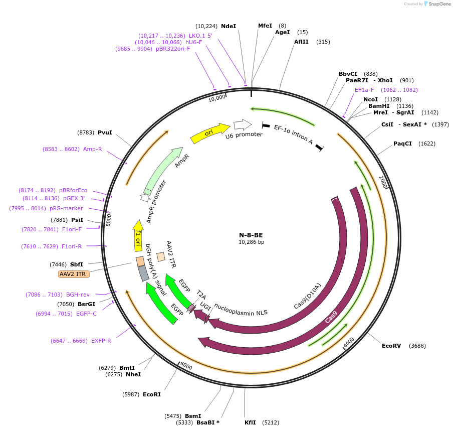 135023-plasmid-map-sequence-id-271820