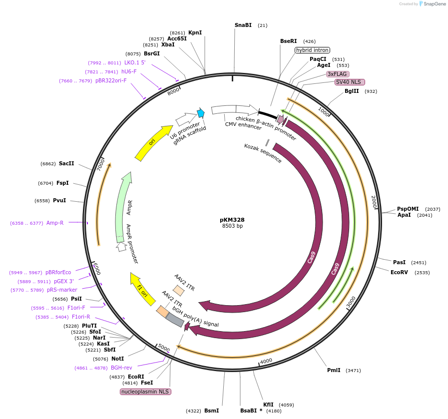 134243-plasmid-map-sequence-id-271836