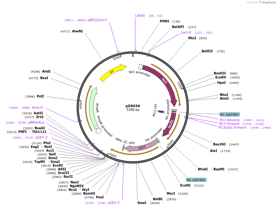 134233-plasmid-map-sequence-id-271845