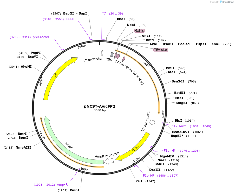 129505-plasmid-map-sequence-id-271854