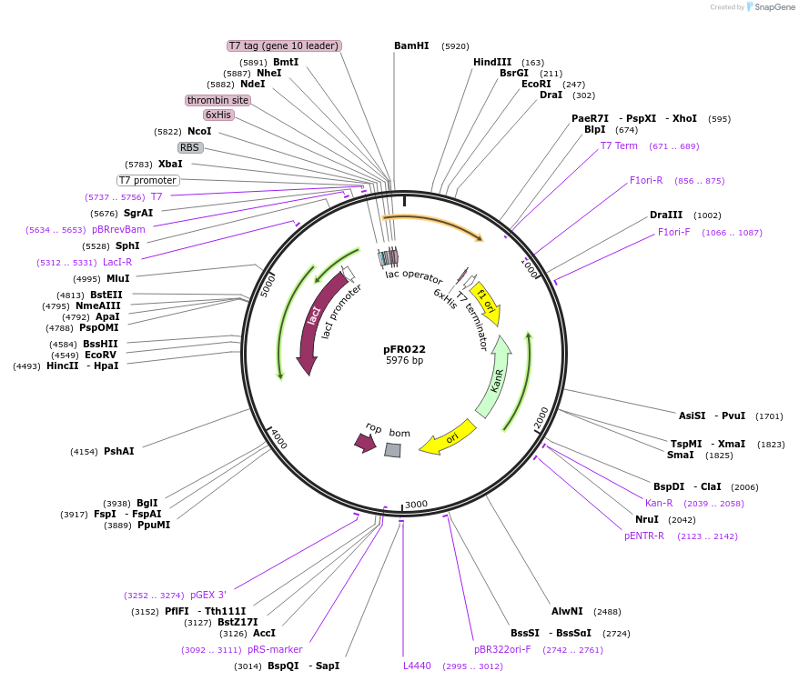 134228-plasmid-map-sequence-id-271855