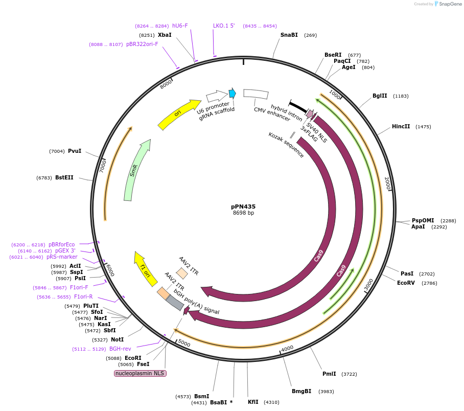 137867-plasmid-map-sequence-id-271865