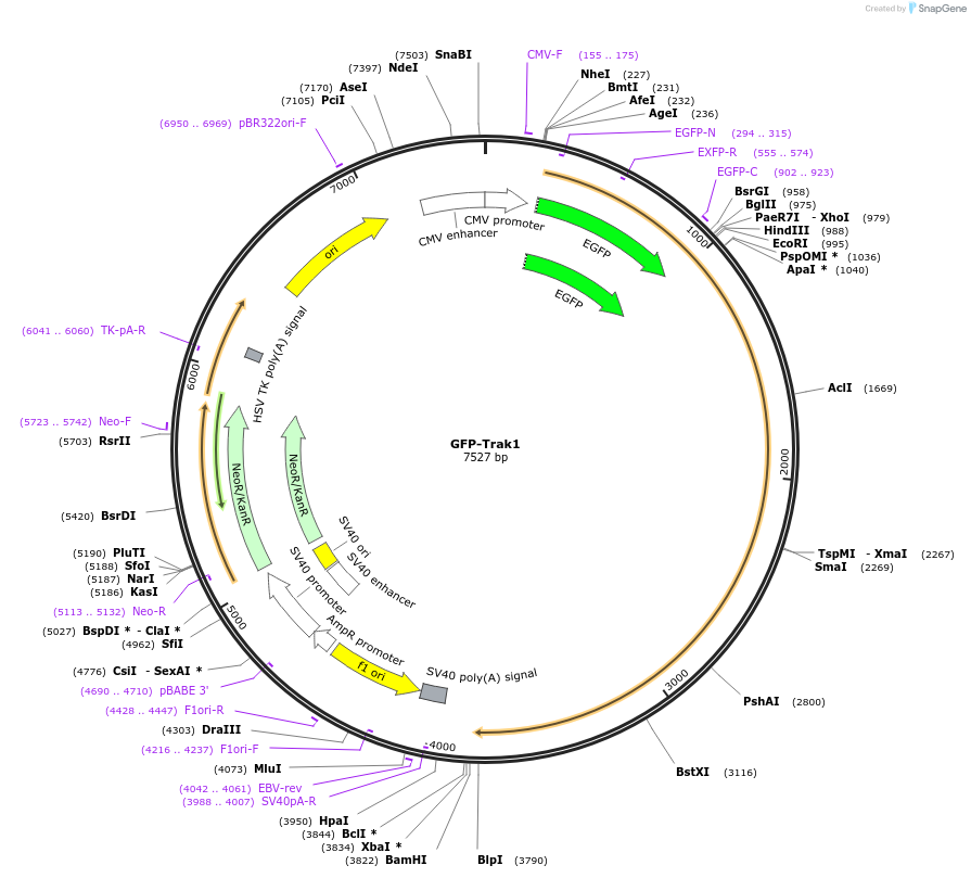 127621-plasmid-map-sequence-id-271910