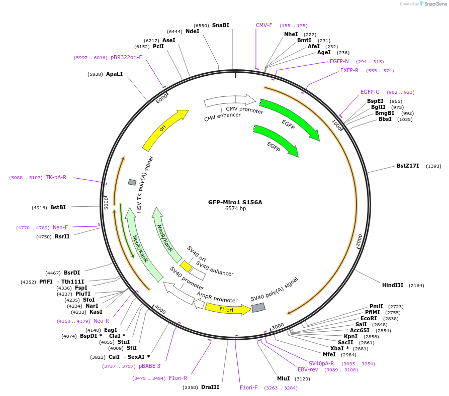 127588-plasmid-map-sequence-id-271911