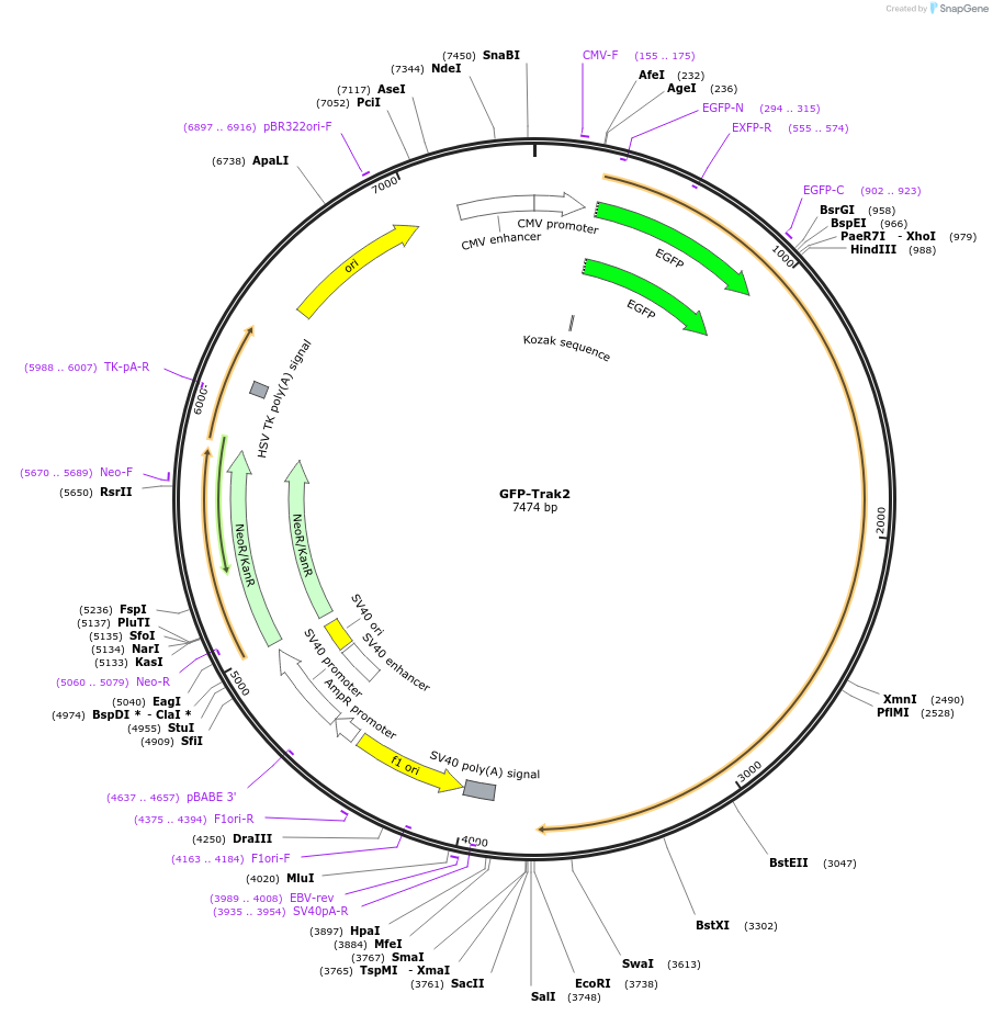 127622-plasmid-map-sequence-id-271914