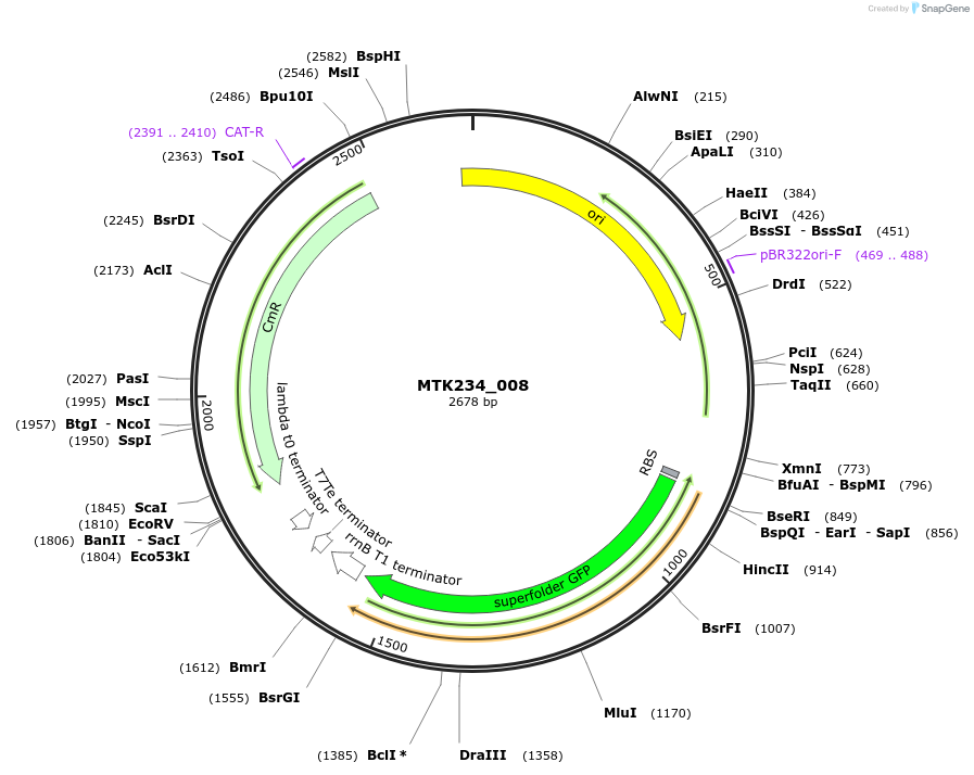 123902-plasmid-map-sequence-id-271925