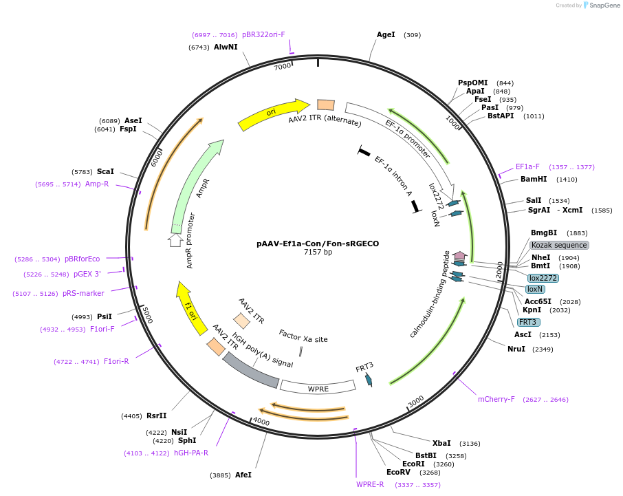 137126-plasmid-map-sequence-id-271928