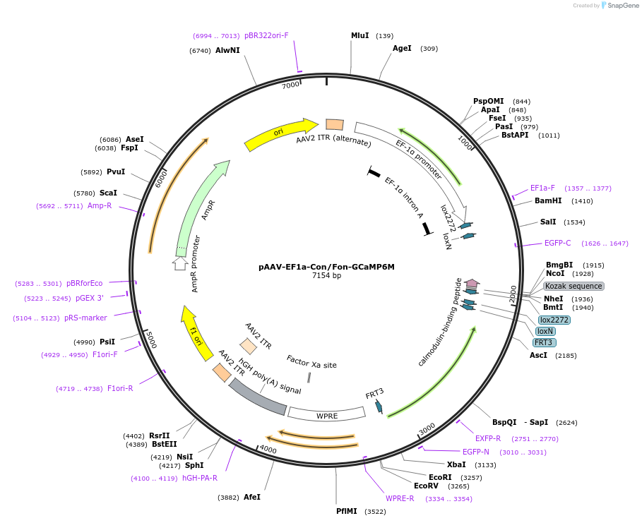137119-plasmid-map-sequence-id-271930