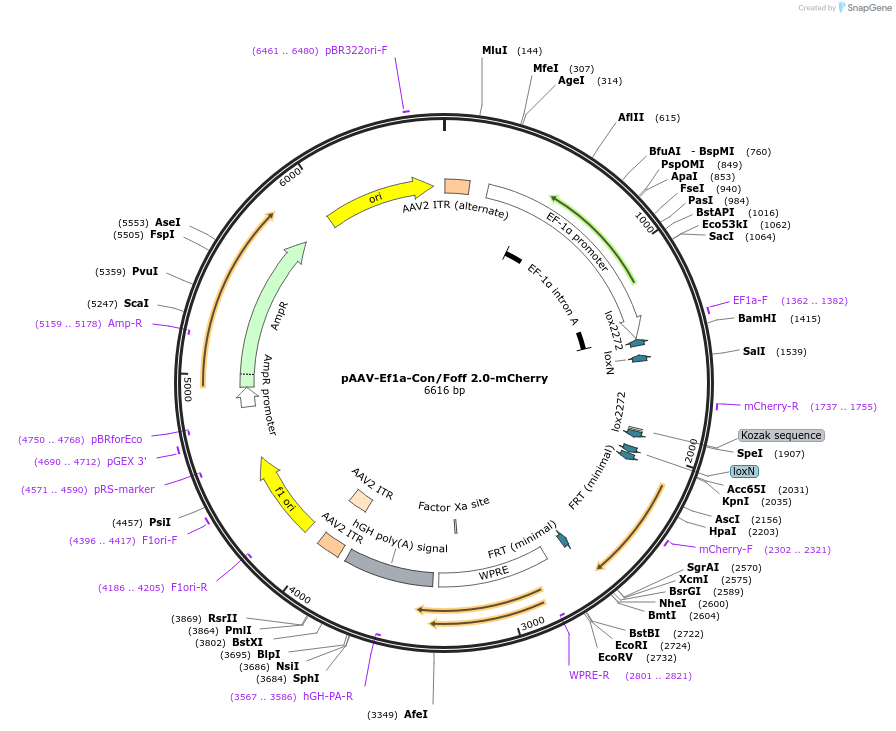 137133-plasmid-map-sequence-id-271932