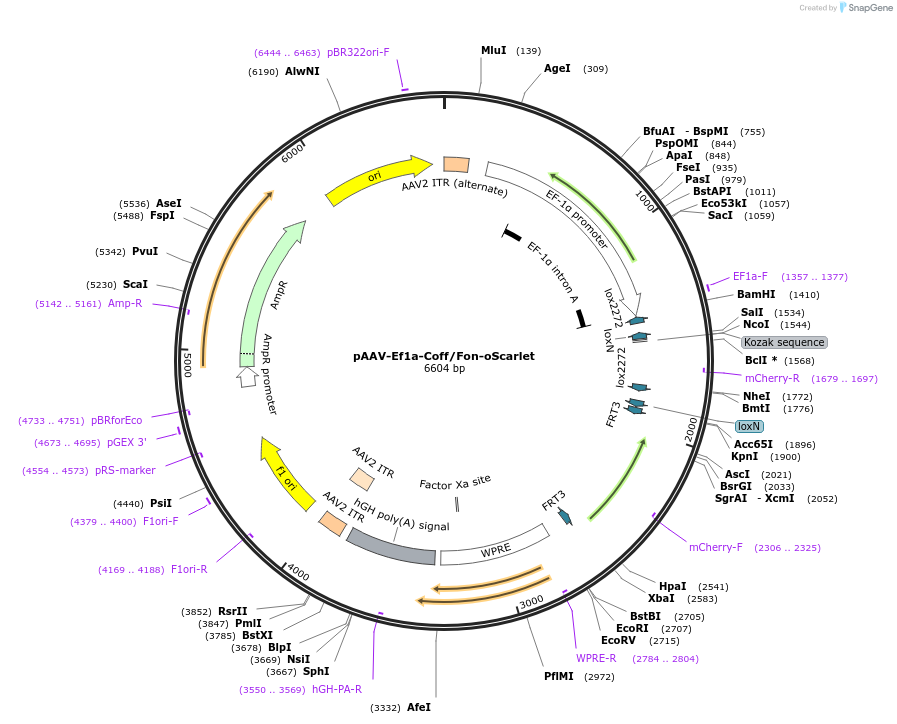 137138-plasmid-map-sequence-id-271933