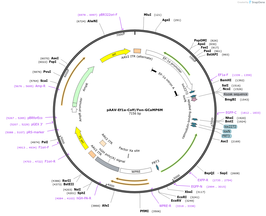 137121-plasmid-map-sequence-id-271939