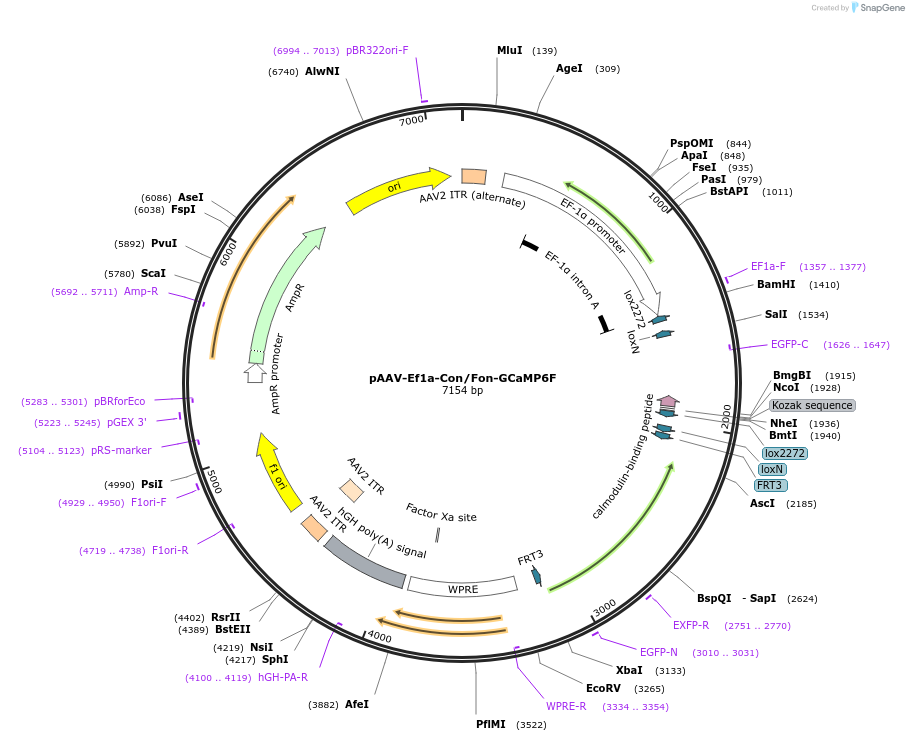 137122-plasmid-map-sequence-id-271941